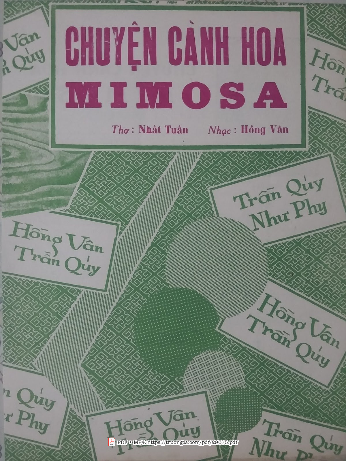 Chuyện cành hoa mimosa